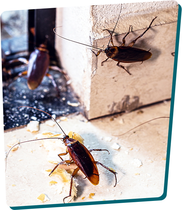 Cockroaches during cockroach pest control in Grand Junction, CO